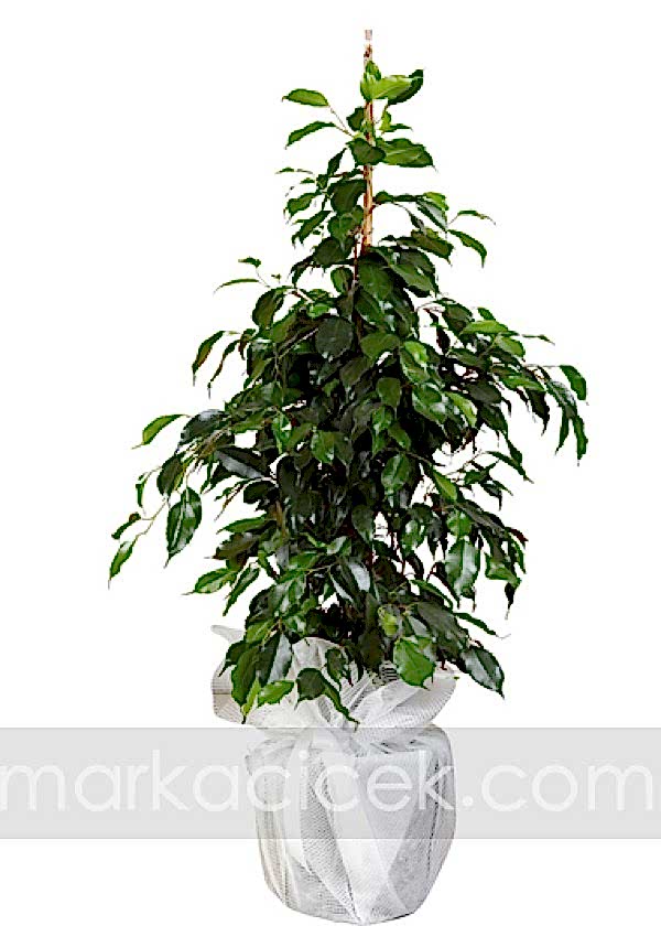 Ficus Benjamin (100 cm)