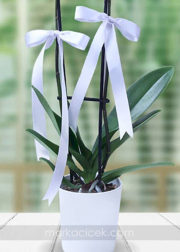 Beyaz Phalaenopsis Orkide