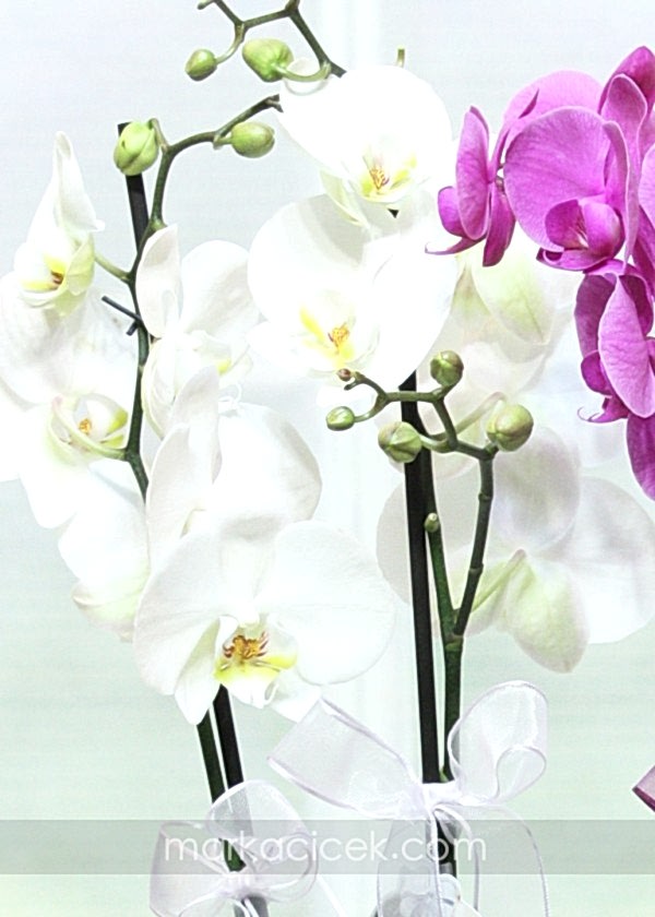 Orkide Sepeti