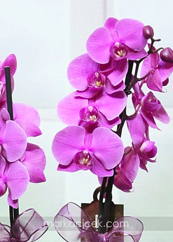 Orkide Sepeti