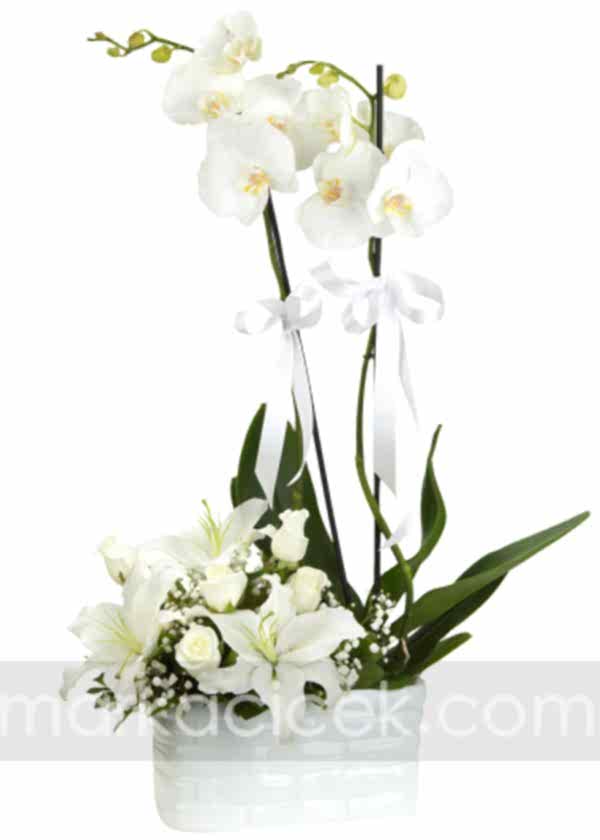 Orkide, Lilyumlar ve Beyaz Güller