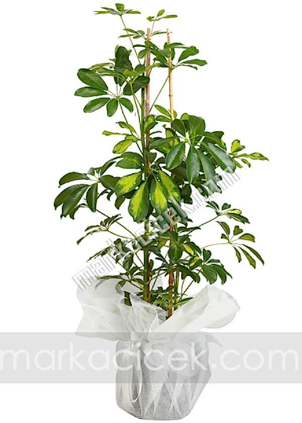 Schefflera