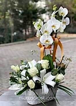 Beyaz Orkide ve Beyaz Çiçekler