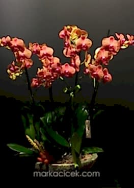 Ateş Rengi Orkideler