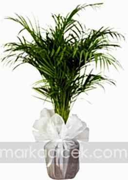 Areca Bitkisi