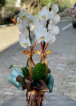 Beyaz Orkide