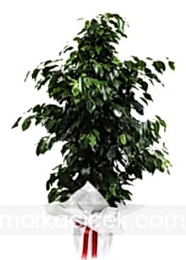 Ficus Benjamin (150 cm)