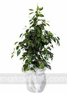 Ficus Benjamin (100 cm)
