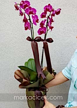 Özel Ambalaj 2'li Mor Orkide