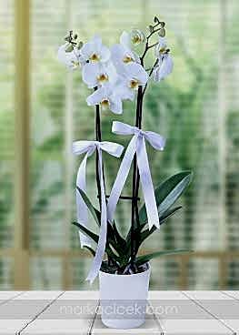 Beyaz Phalaenopsis Orkide