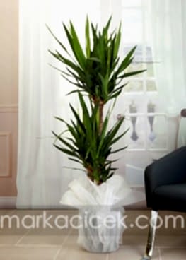 Yucca Saksı Bitkisi (3 Gövdeli)