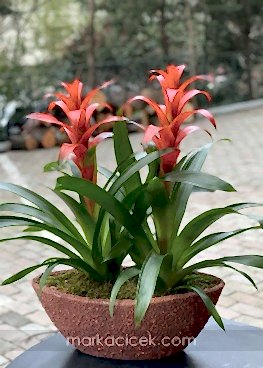 Guzmania Egzotik
