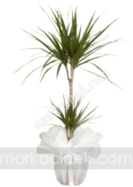 Dracaena Marginata 2'li