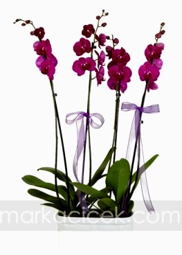 4 Dal Fuşya Orkide