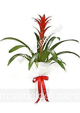 Guzmania Bitkisi