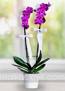 Fuşya Phalaenopsis Orkide