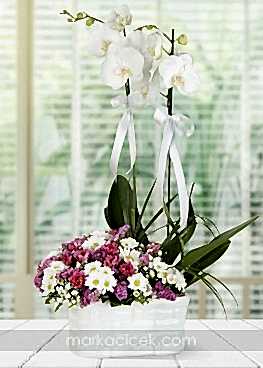 Orkide ve Kır Çiçekleri
