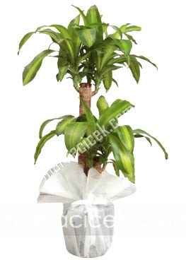 Massengena Bitkisi (İki Köklü)