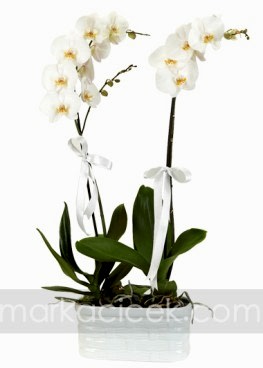Phalaeneopsis Orkide 2 Adet