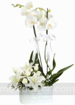 Orkide, Lilyumlar ve Beyaz Güller