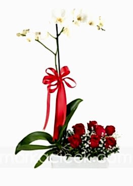 Orkide ve 7 Ad. Kırmızı Gül