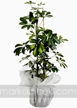 Schefflera