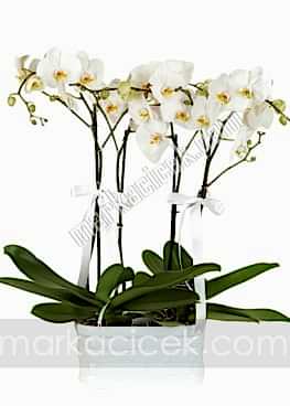 Asalet Sembolü Orkideler
