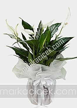 Spathiphylum Bitkisi