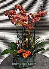 Ateş Rengi Orkide