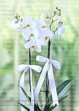 Beyaz Phalaenopsis Orkide