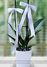 Beyaz Phalaenopsis Orkide