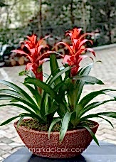 Guzmania Egzotik