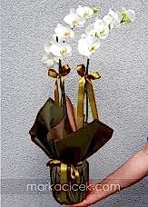 Özel Ambalaj 2'li Beyaz Orkide