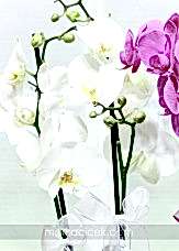 Orkide Sepeti